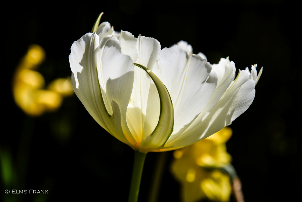weisse Tulpe