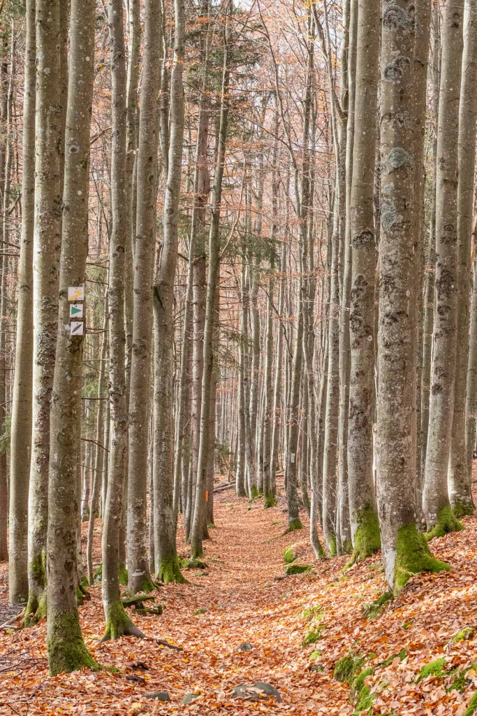 Buchenwälder am Sagwasserbach