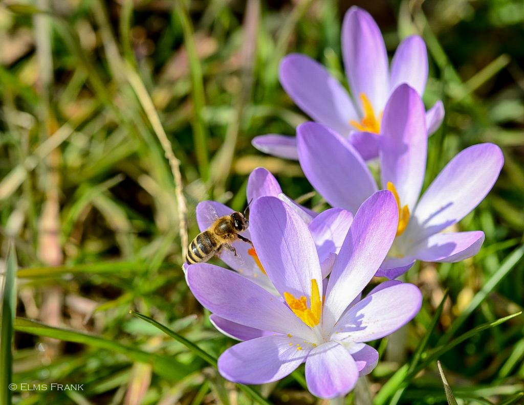 Krokus mit Biene