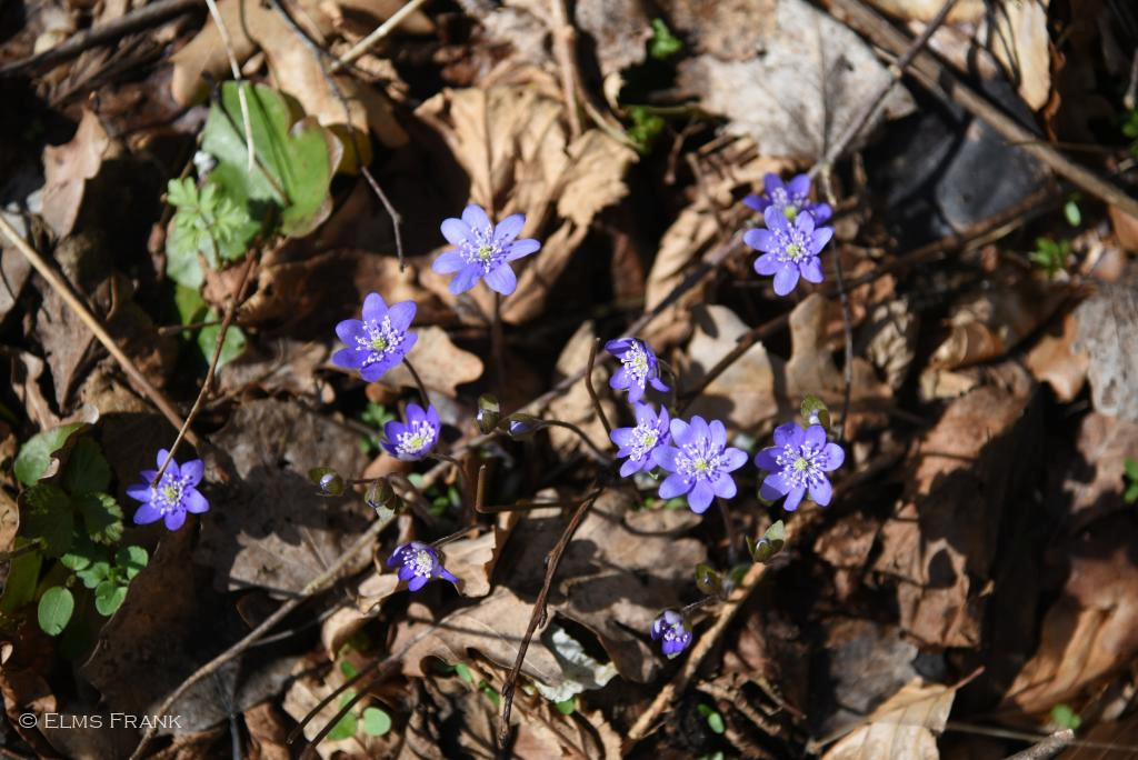 Leberblümchen