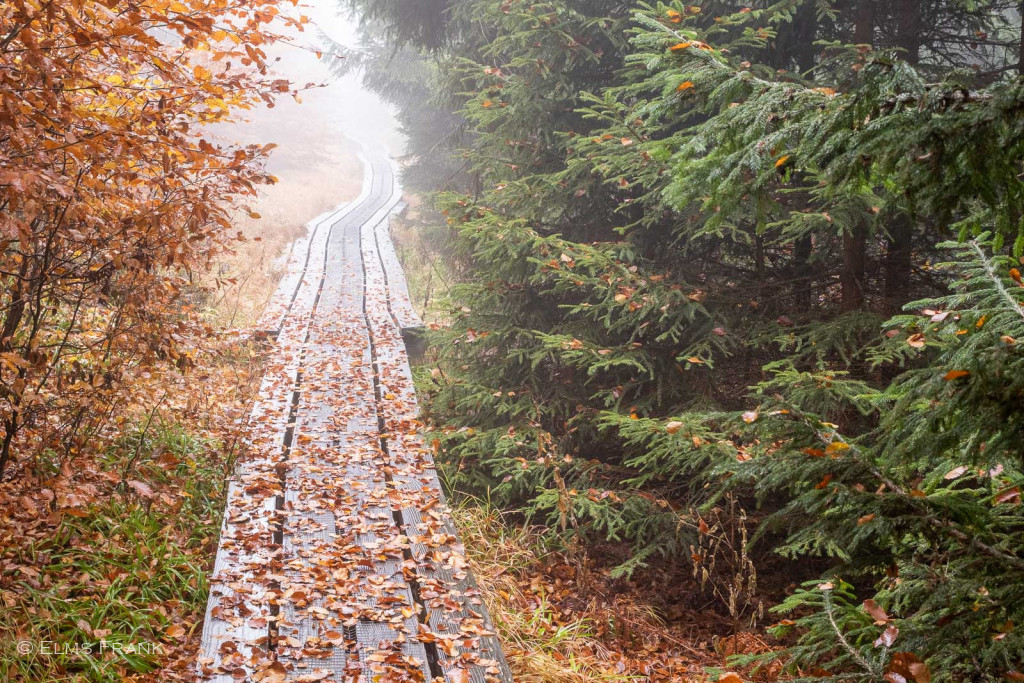 Himmelsleiter-Weg zum Lusen im Nebel
