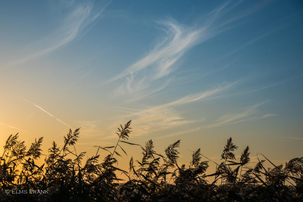 Oderschilf vor Abendhimmel