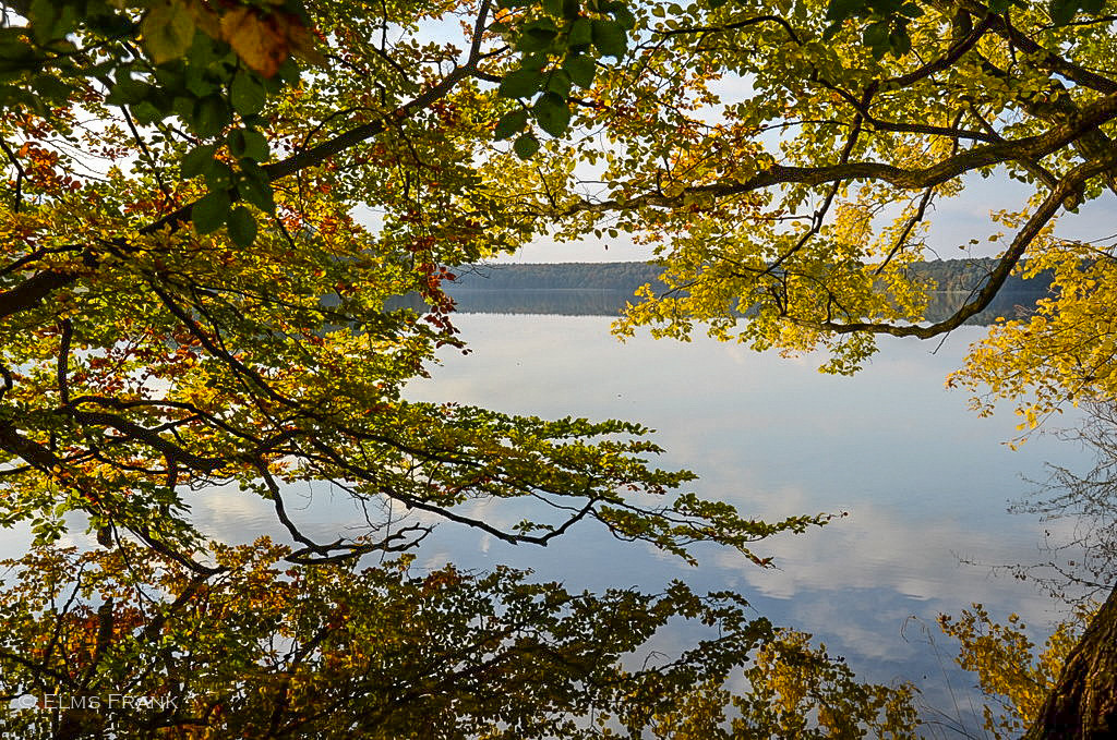 Stechlinsee - Spiegelblätter