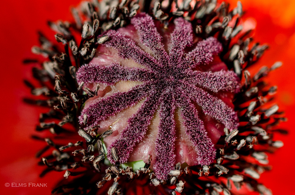 Mohnblüte