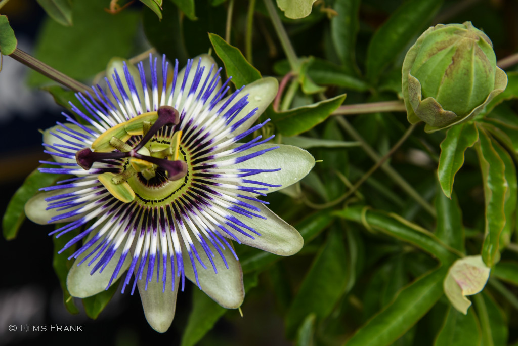 Passionsblume