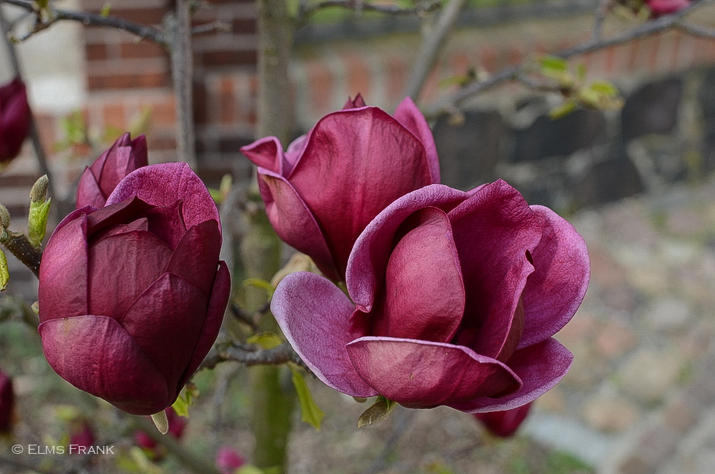 Magnolienblüten