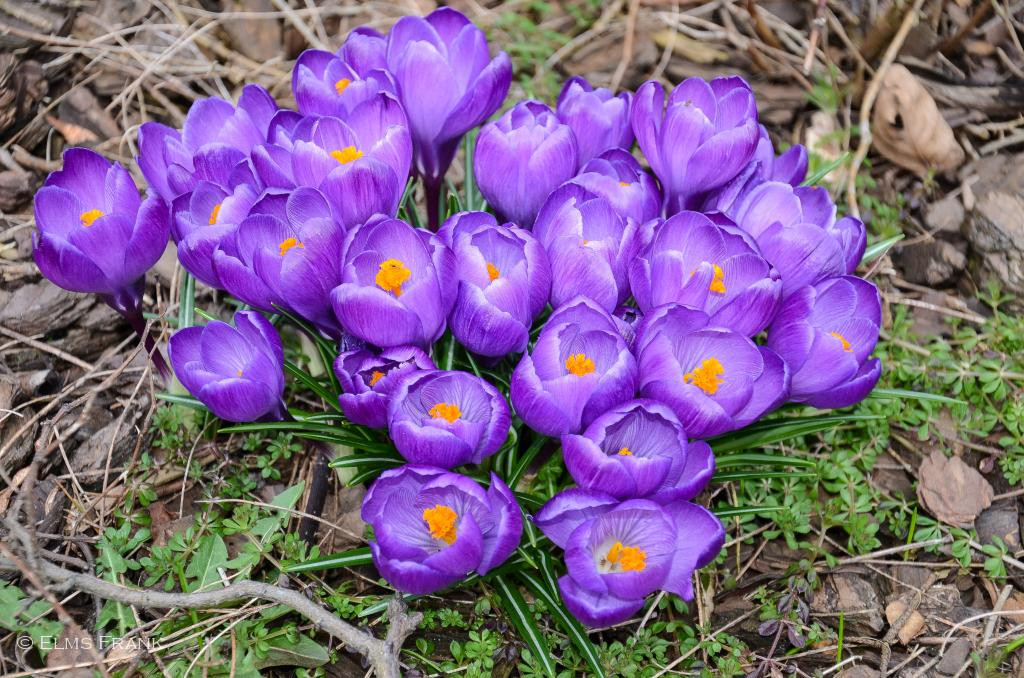 Krokusse