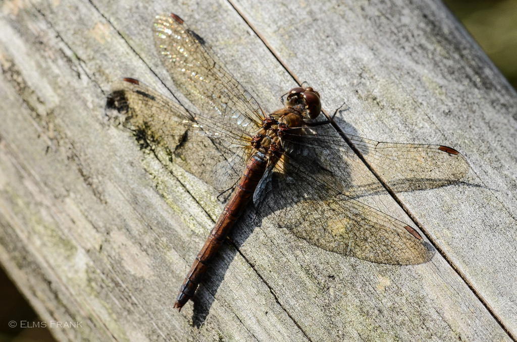 Libelle