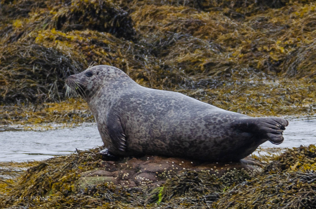 Kegelrobbe - Isle of Harris