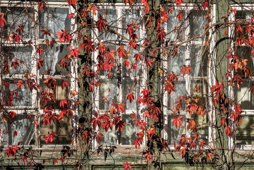 weinumranktes Fenster