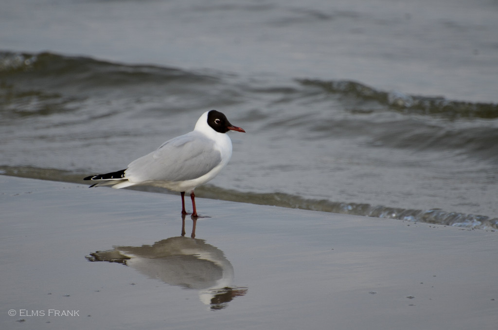 Möwe auf Mönchgut