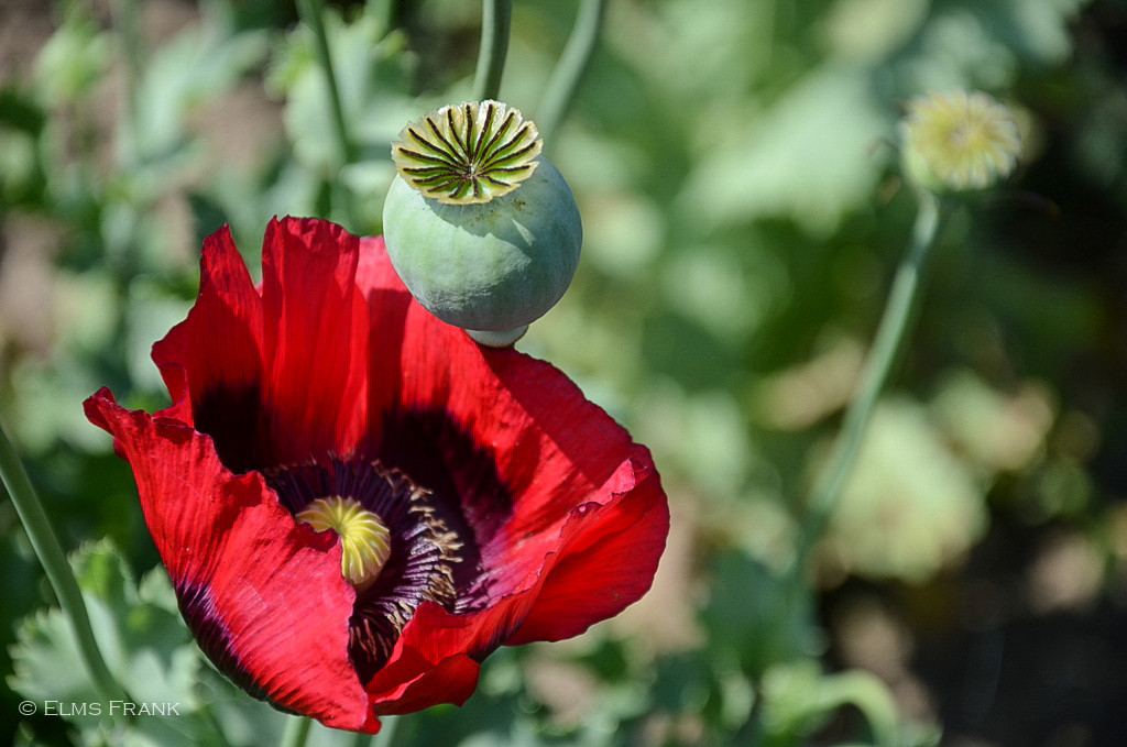 Mohn mit Kapsel
